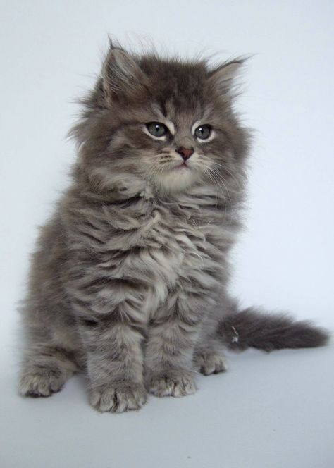 Siberian Forest Cat, Siberian Kittens, Siberian Cats, Pet Tips, Beautiful Kittens, Söt Katt, Siberian Cat, Gorgeous Cats, Kittens And Puppies