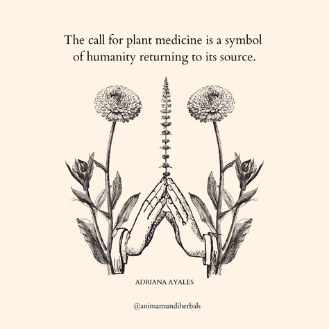 Natural Medicine Quotes, Medicine Quotes, Nature Symbols, Anima Mundi, Plant Magic, Plant Medicine, Medicine Woman, Herbal Magic, Green Witch