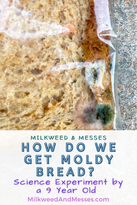 My son asked if he could try to grow mold on bread. Not everything needs to be perfect in order to indulge curiosity. I really wanted to encourage him to think up experiments, even if they are done imperfectly at first. It was a fun little experiment that was completely led by a 9 year old and his curiosity! Here's what happened with this child led learning. Bread Experiment, Types Of Science, Encourage Him, Used Legos, What Is Science, Steam Activities, Science Experiment, Scientific Method, Science For Kids