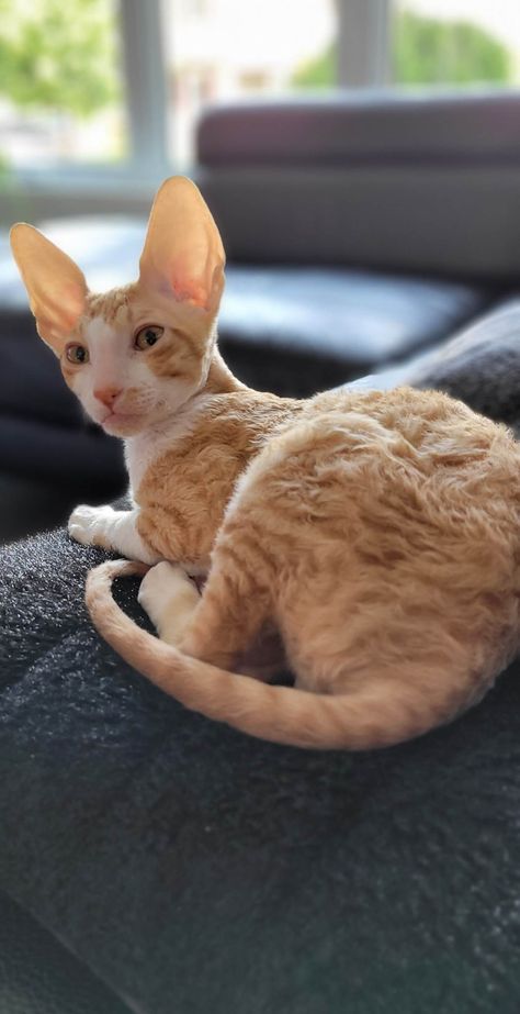 Cornish Rex, Share Photos, Online Photo, Photo Sharing, To Share, Sign Up, For Free, The World, Funny