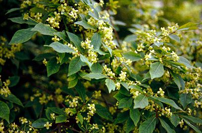 Winged spindle tree Euonymus Alatus Compactus, Spindle Tree, Euonymus Alatus, Pergola Carport, Privacy Plants, Orchid Show, Specimen Trees, Garden Types, Diy Pergola