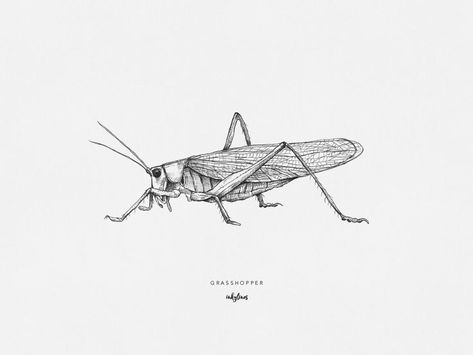 Grasshopper Sketch, Insect Sketches, Grasshopper Tattoo, Drawing Insects, Animal Sketches Easy, Love Patience, Bug Print, Grey Scale, Etch A Sketch