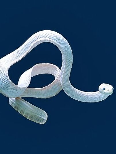 The Elegant sea snake (Hydrophis elegans) Creature Marine, Sea Snake, Albino Animals, Beautiful Snakes, White Snake, Underwater Creatures, Underwater Life, Reptiles And Amphibians, Ocean Creatures