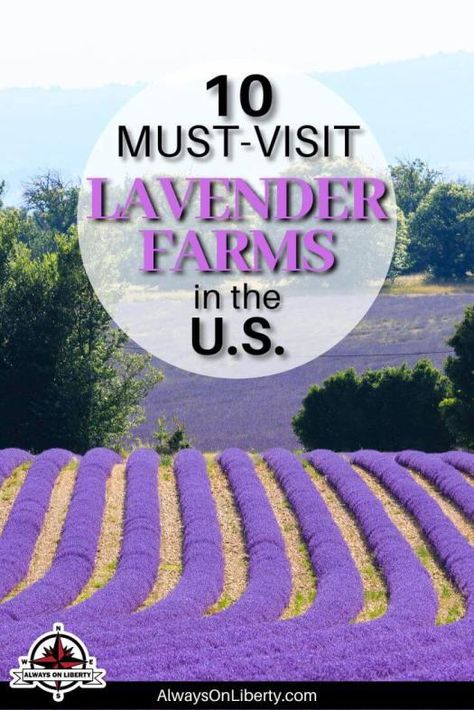 10 Enchanting Lavender Farms to Visit in the U.S. Diy Clothesline Outdoor, 50 Before 50, Diy Clothesline, Lavender Growing, Clothesline Outdoor, 5 Year Vision Board, Lavender Farms, Girls Road Trip, Farm Landscaping