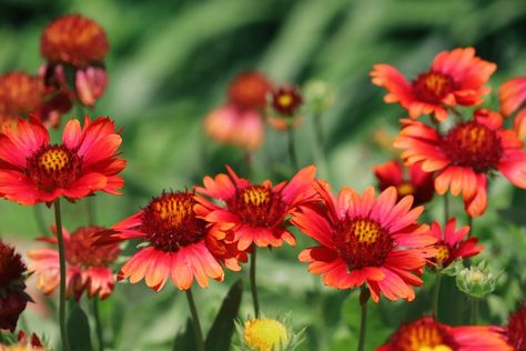 10 Fast-Growing Perennials That Will Fill Your Garden In A Flash Arizona Garden, Easy Perennials, Cone Flowers, Outside Plants, Garden Help, Lovely Flowers Wallpaper, Garden Yard Ideas, Deck Garden, Garden Care