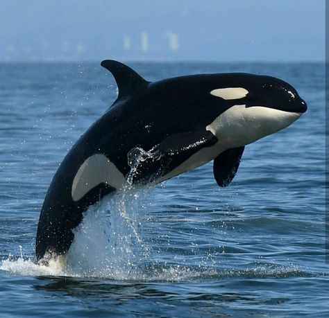 Orca Jumping, Orca Art, Deep Sea Creatures, Cute Whales, Beautiful Sea Creatures, Water Animals, Orca Whales, Most Beautiful Animals, Underwater Creatures