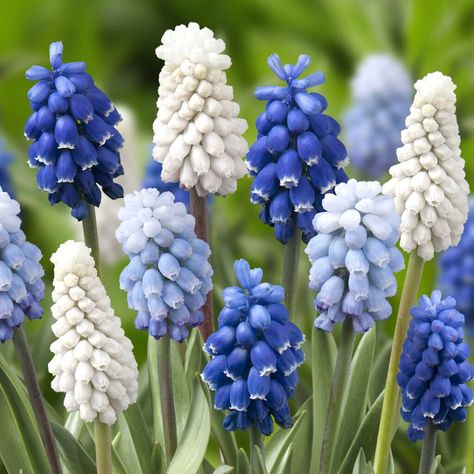 Muscari Flower, Attracting Bees, Hardy Perennials, Farm Gardens, Little Flowers, Types Of Soil, Garden Planning, Love Flowers, Garden Beds