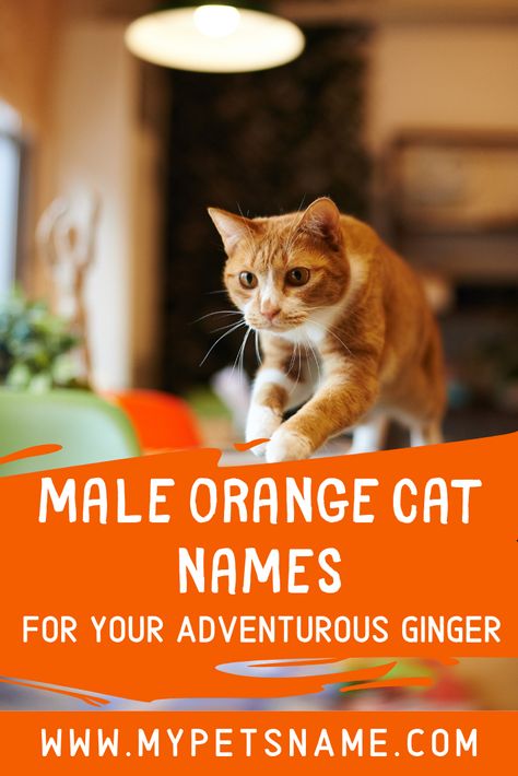 Orange is apparently meant to be the color of adventure, so purrhaps name your ginger kitty after a famous, swashbuckling adventurer, such as Jack Sparrow, Indiana Jones or Luke Skywalker! Check out other options for male orange cat names in our list here.  #maleorangecatnames #orangecatnames #malenamesfororangecats Cat Names Girl Unique, Male Cat Names Unique, Orange Cat Names, Kitten Names Unique, Ginger Cat Names, Cool Pet Names, Tabby Cat Names, Boy Cat Names, Girl Cat Names