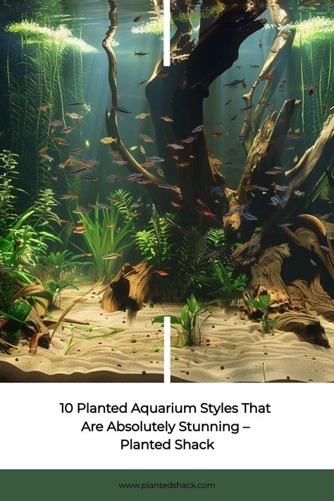 Bowfront Aquarium Ideas, Biotope Aquarium, Aquatic Garden, Nano Aquarium, Nature Aquarium, Aquascape Aquarium, Aromatic Plant, Beautiful Outdoor Spaces, Bonsai Garden