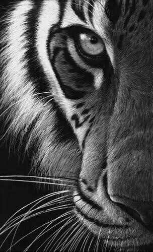 Art Tigre, Regard Animal, Wild Animal Wallpaper, Tiger Artwork, Tiger Tattoo Design, Tiger Drawing, Sketching Tips, Tiger Painting, Tiger Pictures