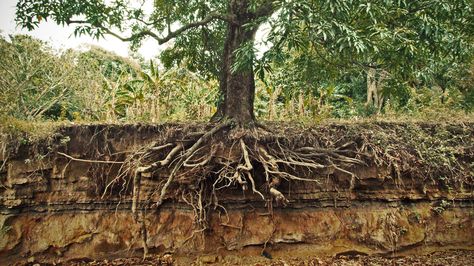 Read our complete guide to learn all the ins and outs of tree roots, including common problems associated with large root systems. Tree Stump Grinder, Roots Underground, Tree Root Removal, Tree Stump Killer, Pecan Tree, Mystery Science, Tree Removal, Large Tree, Tree Care