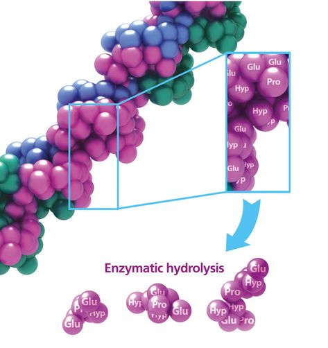 Enzymatic hydrolysis Peptide Bond, What Is Collagen, Collagen Fibers, Collagen Benefits, Good Bones, Bone Density, Collagen Peptides, Hydrolyzed Collagen, Natural Health Remedies