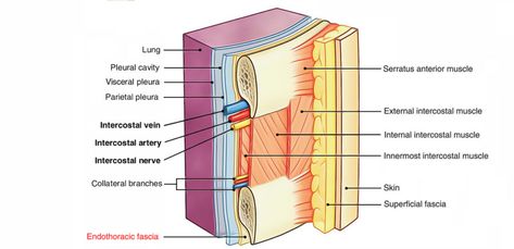 Endothoracic Fascia Loose Connective Tissue, Thoracic Cavity, Integumentary System, Connective Tissue, Cavities, Nerve, Surgery, Anatomy, Lab