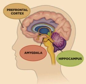 Hypocampus Brain, Hippocampus Brain, Counselling Tools, Nurse Teaching, Brain Models, Brain Images, Brain Memory, Limbic System, Brain Stem