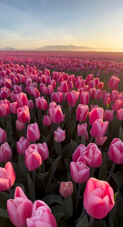 Aesthetic Flowers Photography, Spring In France, Tulips Flowers Aesthetic, Pretty Flowers Pictures, Tulip Field, Luxury Flower Bouquets, Beautiful Flowers Photography, Boquette Flowers, Lovely Flowers Wallpaper