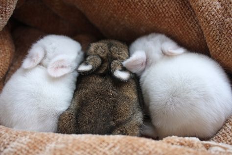 babies1 Baby Bunnies, Cute Animal Pictures, Hamsters, Cute Creatures, Sweet Animals, 귀여운 동물, Cute Bunny, Animals Friends, Guinea Pigs