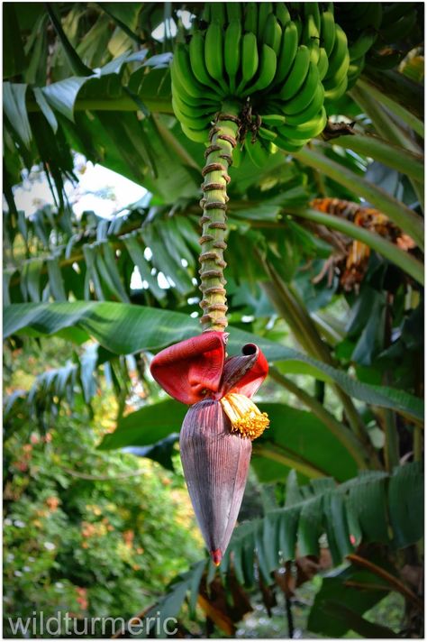 Hawaiian Flower Arrangements, Banana Health Benefits, Banana Blossom, Hotel Flowers, Banana Benefits, Banana Drinks, Eating Bananas, Banana Flower, Weird Plants