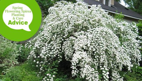 Bridal Veil Plant, Garden Bushes, Spirea Bush, Spirea Shrub, Bridal Wreath Spirea, Roadside Stand, Outdoor Hacks, Whimsical Cottage, Small Garden Landscape