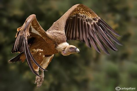 Grifone - Griffon Vulture (Gyps fulvus) Griffon Vulture, Wildlife Photographer, Birds Of Prey, Wildlife Photography, Bald Eagle, Cover Art, Eagles, Birds, Photographer