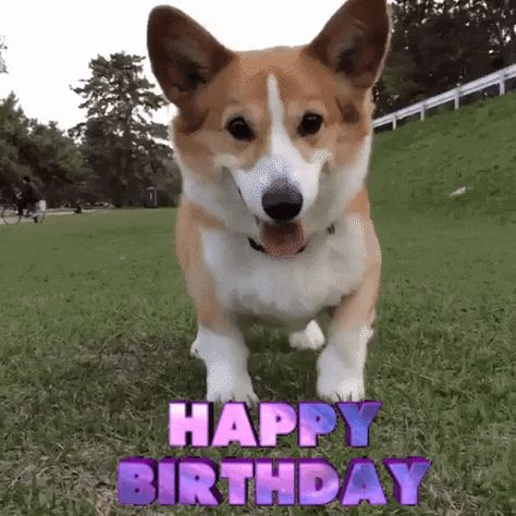 Happy Birthday Corgi, Puppies Gif, Excited Puppy, Birthday Corgi, Excited Dog, Dog Animation, Corgi Funny, Corgi Puppy, Pembroke Welsh Corgi