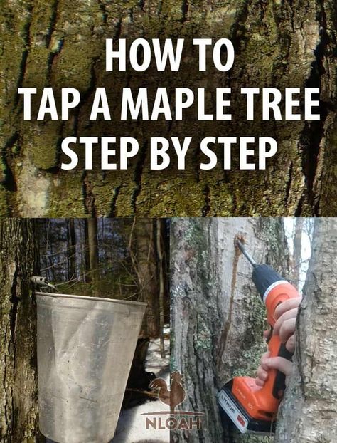 Step by step how to tap a maple tree, to collect sap that you can then make into delicious maple syrup. #nloah #maplesyrup #maple #treetapping How To Tap A Maple Tree, Maple Syrup Tree Tapping, When To Tap Maple Trees, How To Tap Maple Trees, How To Make Maple Syrup, Food Abundance, Making Syrup, Maple Syrup Tree, Maple Tree Varieties