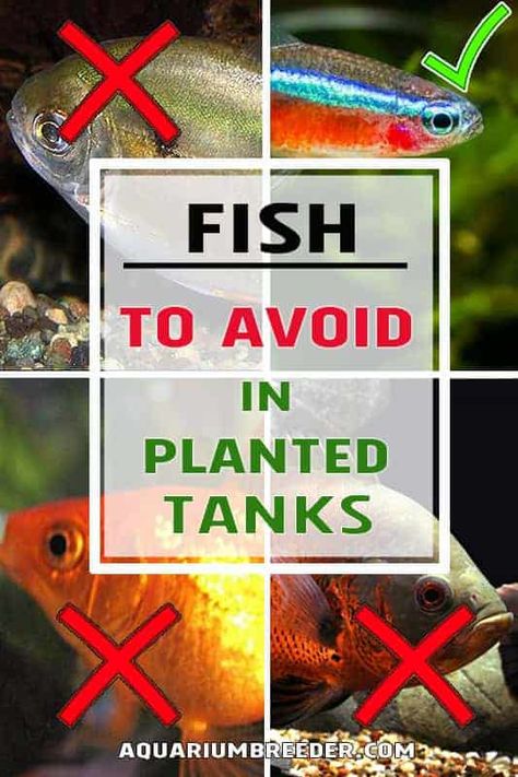 Fish For Planted Aquarium, Guppy Planted Tank, Aquarium Grass Plants, 75 Gallon Freshwater Aquarium Ideas, Modern Fish Tank Decor, Fish Tank Substrate Ideas, Plants In Aquarium Fish Tanks, Live Plants In Fish Tank, Driftwood Fish Tank