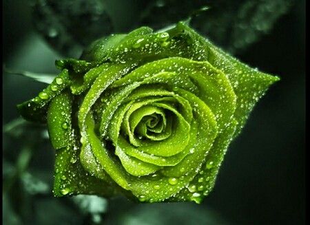 Green rose Roses Meaning, Green Roses, Rainbow Roses, Rose Photography, Beautiful Rose Flowers, Rose Wallpaper, Green Rose, Flower Of Life, Green Aesthetic