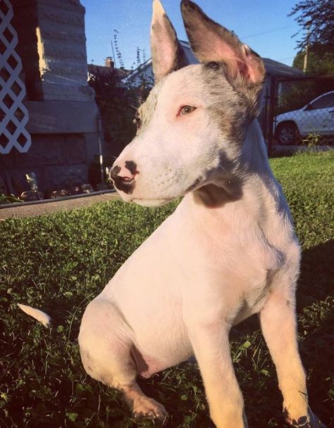 7 Bull Terrier Mixes That Will Make You Scream “I WANT ONE” Terrier Mix Breeds, Jack Terrier, French Bulldog Mix, Mini Bull Terriers, Jack Russell Terrier Mix, American Bulldog Mix, Miniature Bull Terrier, Rottweiler Mix, Terrier Mix Dogs