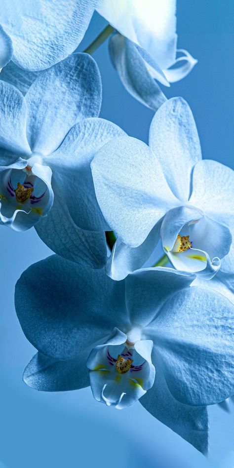 Flowers Black Background, Android Wallpaper Dark, Iphone Wallpaper Video, Wallpaper Iphone Neon, Flowery Wallpaper, Iphone Wallpaper Hd Nature, Plant Photography, Blue Orchids, Beautiful Bouquet Of Flowers