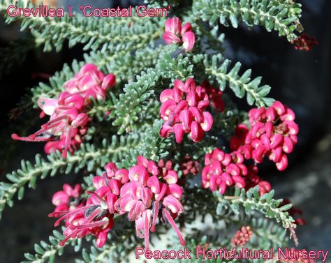 Grevillea l. 'Coastal Gem' Grevillea Lanigera, Hill Landscape, Australian Plants, Children's Garden, Native Garden, Plants Flowers, Backyard Ideas, Dream Garden, Front Yard