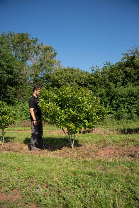 Magnolia 'Susan' - New Wood Trees Magnolia Susan, Wood Trees, Specimen Trees, South Devon, Wood Tree, Flower Display, Rolling Hills, Devon, Planting