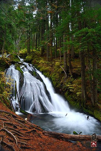 Little Zigzag Falls, between Rhododendron and Government Camp, Oregon Government Camp Oregon, Travel Oregon, Beautiful Oregon, Oregon Waterfalls, Mount Hood, Pacific Nw, Mt Hood, Oregon Travel, Telescopes