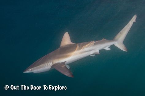 Dusky Sharks: South Africa Dusky Shark, Horn Shark, Silky Shark, Galapagos Shark, Bimini Islands, Giant Salamander, Common Dolphin, African Antelope, Scuba Diving Photography