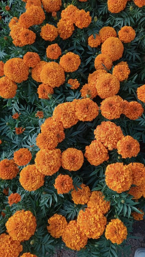 A pic took by me Orange Asthetics Icons, Marigold Background, Marigold Wallpaper, Dia De Los Muertos Decorations Ideas, Abstract Art Diy, Pretty Phone Wallpaper, Flowers Photo, Marigold Flower