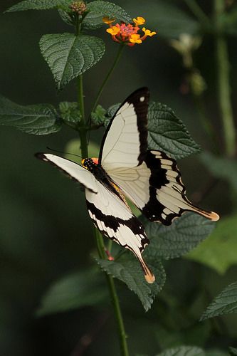 African Swallowtail | Flickr - Photo Sharing! African Swallow, Macro Fotografia, Papillon Butterfly, Moth Caterpillar, Swallowtail Butterfly, Butterflies Flying, Flying Insects, Beautiful Bugs, Buku Skrap