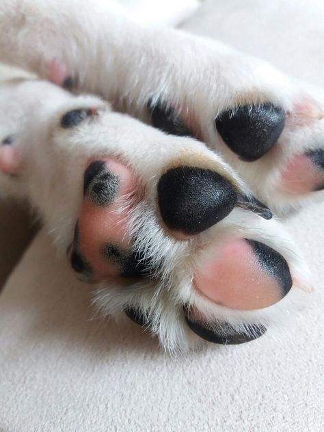 Ariel's paw Dog Paw Aesthetic, Puppy Paws, Dog Bone, Dog Paws, Dalmatian, Dog Person, Pet Shop, Animals Beautiful, Ariel