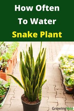 Snake Plants In Water, Landscaping Aesthetic, Plants Types, Snake Plant Decor, Aesthetic Snake, Snake Plant Indoor, Snake Plant Propagation, Water Snake, Snake Plant Care