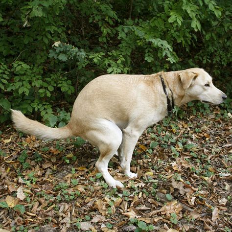 Constipation in Dogs: Let's Talk Causes and Treatments | Dogster Constipated Dog, Earth's Magnetic Field, 2020 Funny, Pointer Puppies, Pointer Dog, Dogs Funny, Dog Health Care, Pictures Funny, Dog Videos