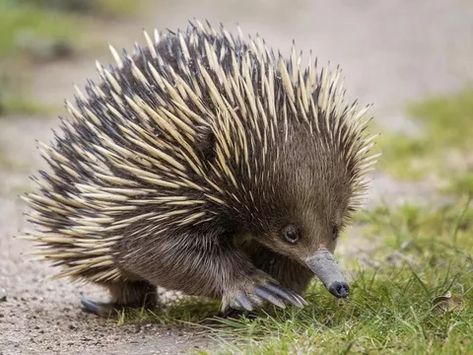 echidna Cute Animal Character, Animal Character, Funny Animal, Pet Portrait, Animal Art, Australia, Pet, Animals