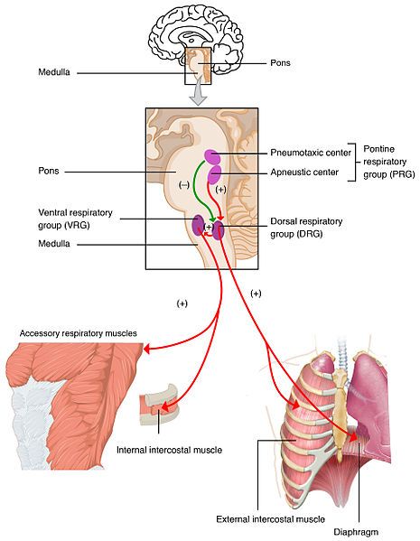 Medulla Oblongata, Thoracic Cavity, Gross Anatomy, Carotid Artery, Cranial Nerves, Respiratory Therapy, Medical School Studying, Teaching Biology, Medicine Book