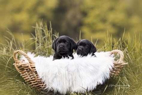 Litter Photoshoot, Photoshoot Outside, Puppy Pics, Puppy Photography, Pet Pictures, Puppy Photos, Lab Puppies, Pet Photography, Animal Photos