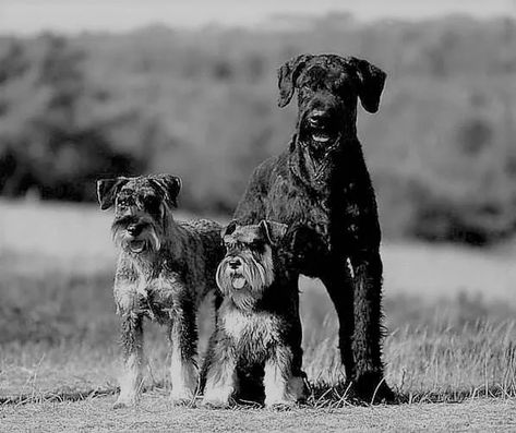 How Many Sizes of Schnauzers Are There? - The Schnauzer Collective Schnauzer Breed, Standard Schnauzer, Schnauzer Dogs, The Pure, How Many, Dogs, Quick Saves