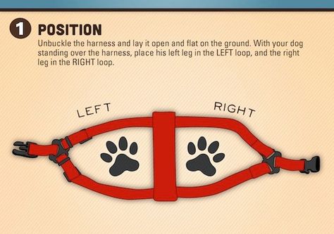 Diy Dog Harness, Dog Harness Tutorial, Puppy Wallpaper Iphone, Puppy Drawing Easy, Puppy Room, Preppy Dog, Puppy Portraits, Puppy Photography, Babies Stuff