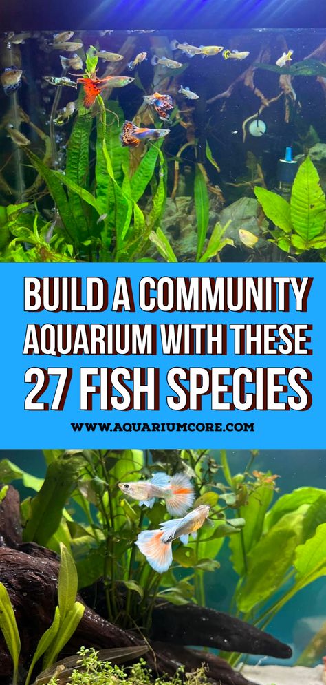 community aquarium Cool Fresh Water Fish Tanks, Planted Community Aquarium, Tropical Community Fish Tank, Fresh Water Community Fish, Schooling Fish Aquarium, Community Aquarium Ideas, Community Fish Tank Ideas, Freshwater Aquarium Fish Tanks, Filterless Aquarium