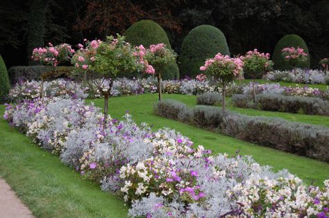 Rose standards at Chenonceau Rose Garden Landscape, Landscaping With Roses, Standard Roses, Rose Garden Design, Cottage Garden Design, Formal Garden, Garden Rose, Garden Pictures, English Rose