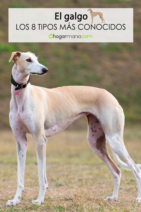 Long Haired Dogs, Arte Animal, Greyhound, Dogs, Animals