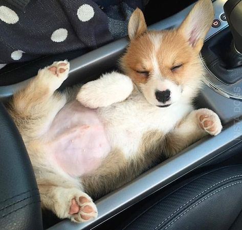 Corgi Sleeping, Cute Corgi Puppy, Welsh Corgi Puppies, Corgi Puppy, Cute Corgi, Cute Dogs And Puppies, Corgi Dog, Baby Dogs, Cute Little Animals