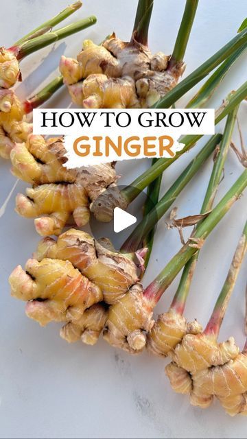 Resh Gala | Organic Gardener on Instagram: "They say food is medicine, and GINGER is one of the best (and easiest) MEDICINAL PLANTS that you can grow in the garden!

It has tremendous anti-inflammatory and healing properties and all you need to grow it is some organic ginger and a container or grow bag!

HERE’S HOW TO GROW YOUR OWN GINGER: 👇

🫚Soak Organic Ginger in Water for 24 hours. Make sure the ginger has lots of little whitish nubs, which are its growing points.

🫚Next step is to bury your soaked ginger in some organic pre-moistened seed starting mix. I recommend placing it on a heat mat to speed up germination. Cover with cling-wrap or a humidity dome. Don’t let soil dry out.

🫚Once the ginger sprouts and seedings start to emerge, you can remove from heat mat and place under gro Veggie Beds, Ginger Bug, Food Is Medicine, Gardening Indoors, Growing Ginger, Ginger Plant, Seed Starting Mix, Herb Garden Design, Healing Plants