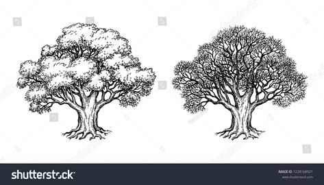 Ink sketch of two oaks. Winter and summer tree. Hand drawn vector illustration isolated on white background. Retro style #Ad , #Affiliate, #summer#tree#Hand#Winter Maple Tree Drawing, Tree Line Drawing, Tree Drawing Simple, Tree Drawings Pencil, Fish Silhouette, Old Paper Background, Nature Art Drawings, Summer Trees, Maple Trees