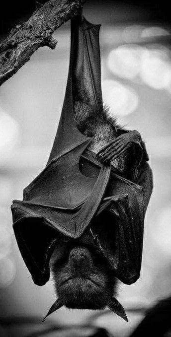 Bat Images, Fox Bat, Hanging Bat, Bat Art, Bat Tattoo, Fruit Bat, Goth Wallpaper, Cute Bat, Vampire Bat